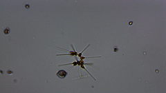 Asterionellopsis glacialis