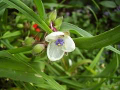 Tradescantia × andersoniana