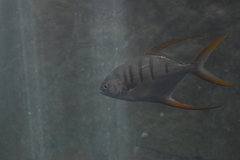 Trachinotus rhodopus