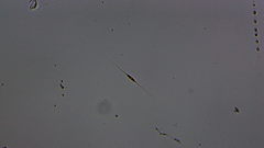 Cylindrotheca closterium