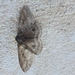 Hidripa paranensis - Photo (c) Luciano Lima, algunos derechos reservados (CC BY-NC), subido por Luciano Lima