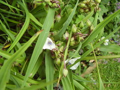 Tradescantia × andersoniana