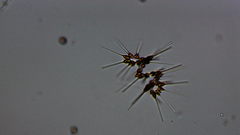 Asterionellopsis glacialis