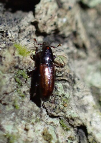 Phloeophagosoma observed 2025-11-18