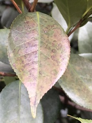 Phyllosticta camelliae