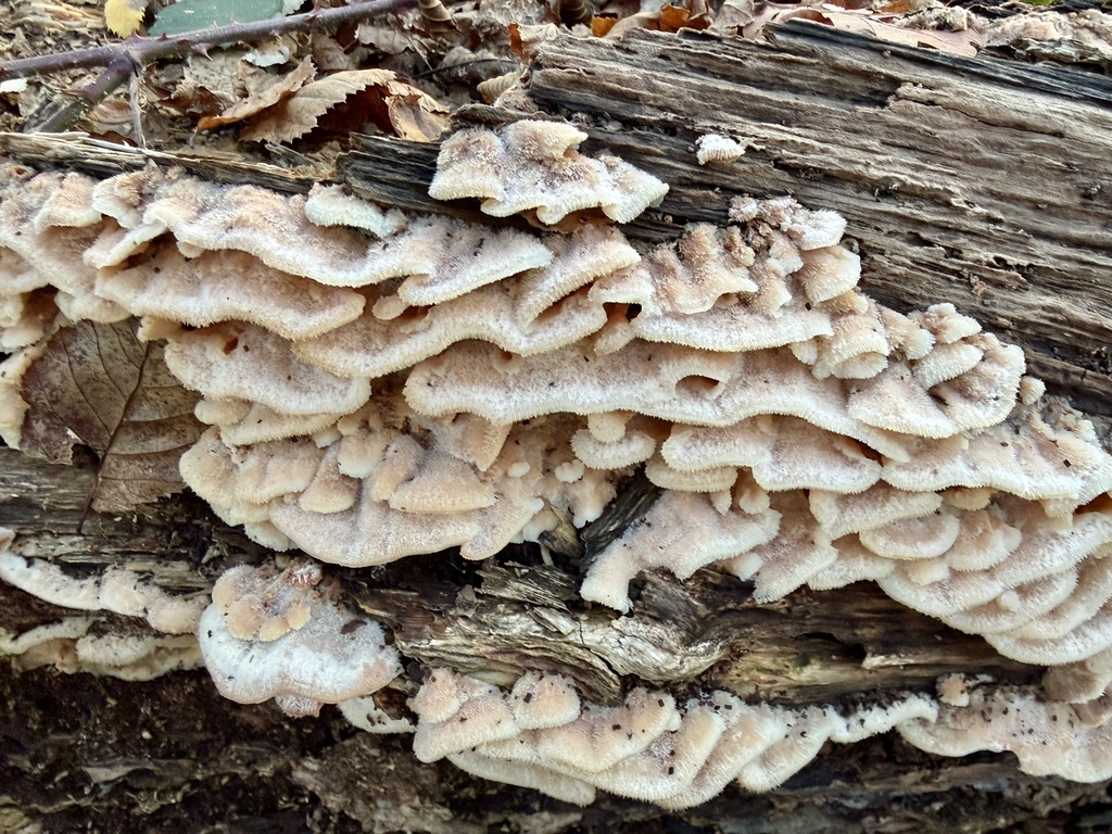 Merulius tremellosus · November 2025 · photo: © wildhamandpetersham (iNaturalist, cc-by)