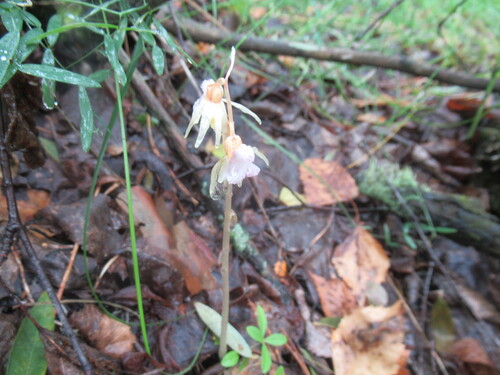 Ghost Orchid (Epipogium aphyllum)