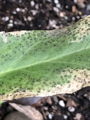 Microsphaeropsis hellebori