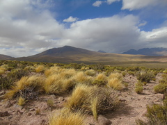 Festuca chrysophylla