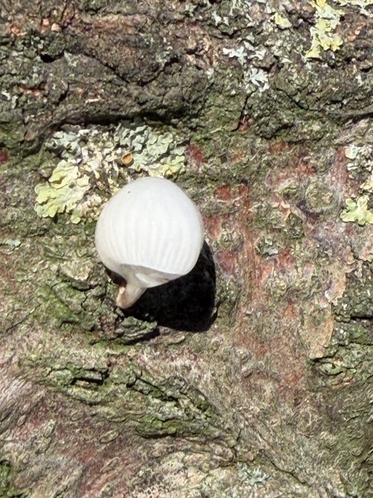 Oudemansiella mucida · November 2025 · photo: © wildhamandpetersham (iNaturalist, cc-by)