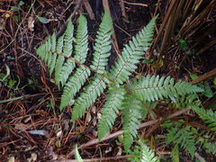 Dicksonia squarrosa