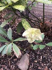 Microsphaeropsis hellebori