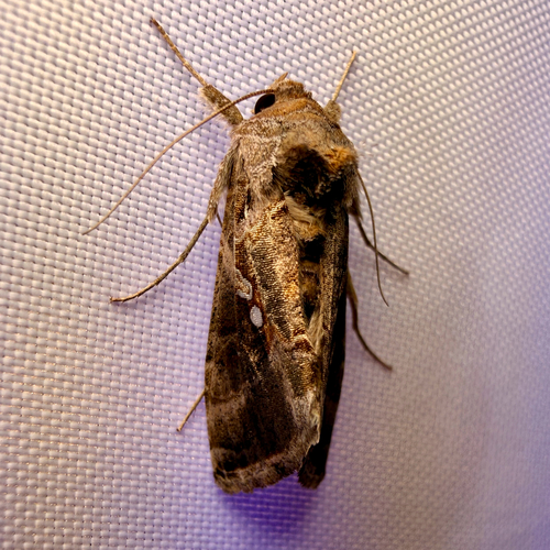 Soybean Looper Moth photo 4