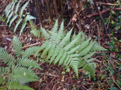 Dicksonia squarrosa