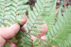 Dicksonia squarrosa