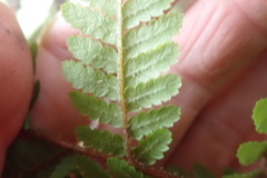Dicksonia squarrosa