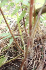 Dicksonia squarrosa