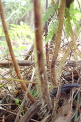 Dicksonia squarrosa