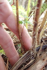 Dicksonia squarrosa