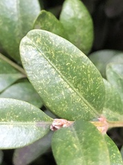 Eurytetranychus buxi