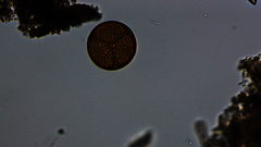 Coscinodiscophycidae