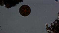 Coscinodiscophycidae