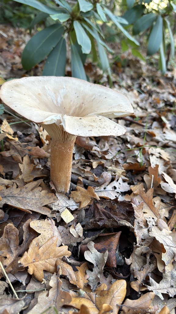 Infundibulicybe geotropa · November 2025 · photo: © wildhamandpetersham (iNaturalist, cc-by)