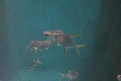 Trachinotus rhodopus