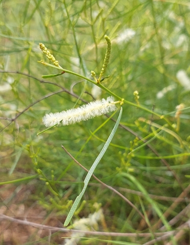 Acacia gonocarpa