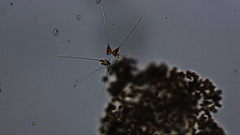 Asterionellopsis glacialis