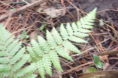 Dicksonia squarrosa