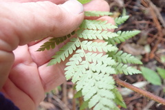 Dicksonia squarrosa