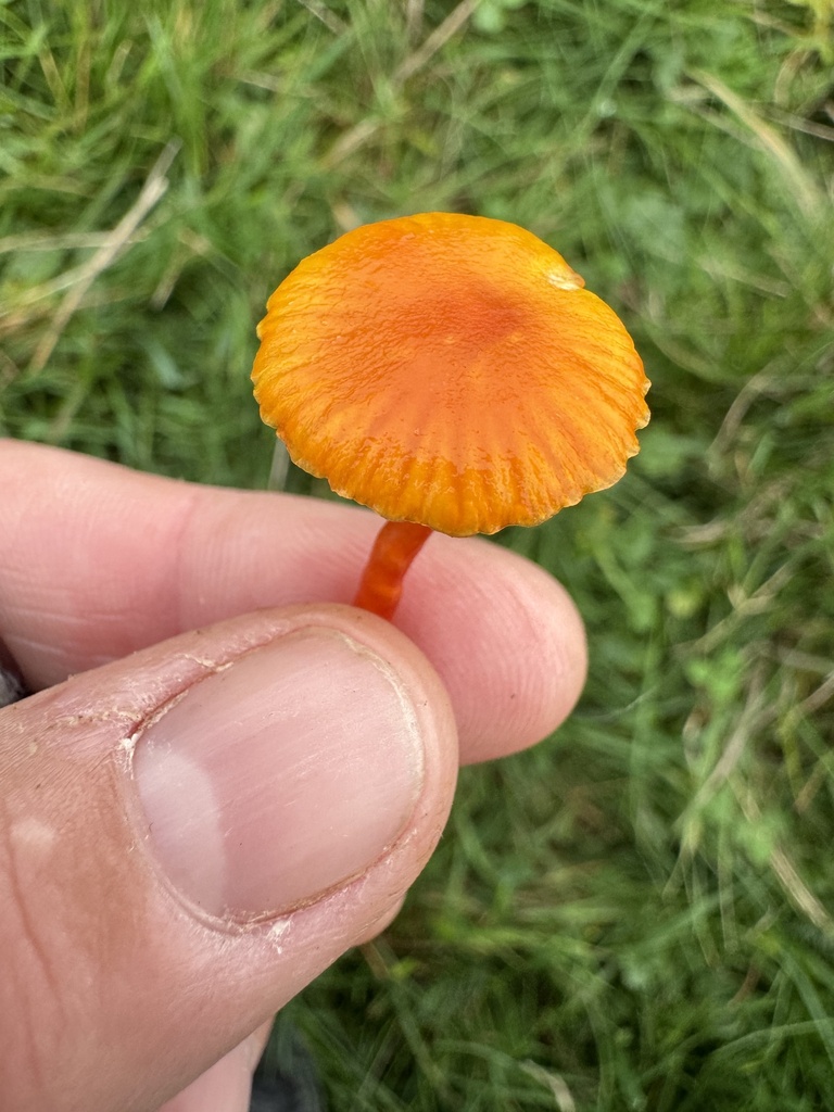 Hygrocybe insipida · November 2025 · photo: © lizfrost47 (iNaturalist, cc-by)