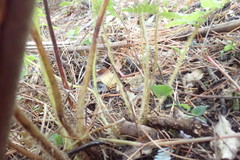 Dicksonia squarrosa