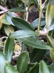 Eurytetranychus buxi