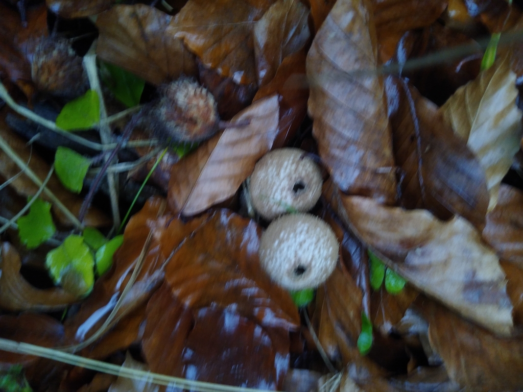 Lycoperdon perlatum · November 2025 · photo: © gadzina (iNaturalist, cc-by-nc)