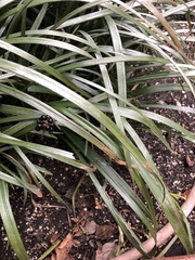 Colletotrichum liriopes