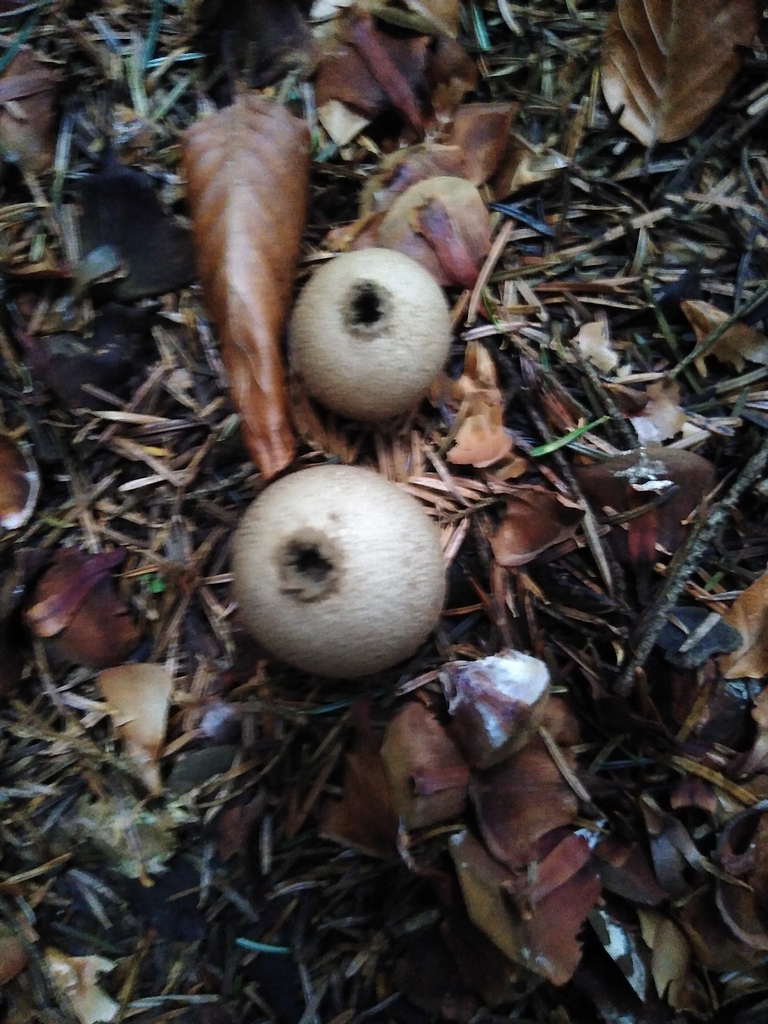 Lycoperdon perlatum · November 2025 · photo: © gadzina (iNaturalist, cc-by-nc)