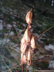 Corallorhiza maculata