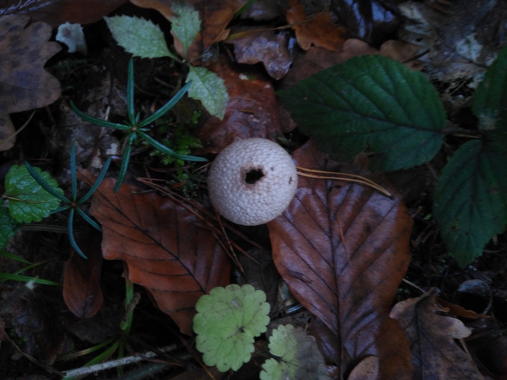 Lycoperdon perlatum · November 2025 · photo: © gadzina (iNaturalist, cc-by-nc)