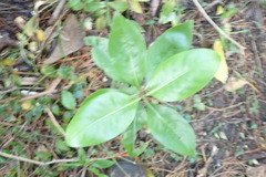 Coprosma macrocarpa minor