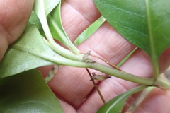 Coprosma macrocarpa minor