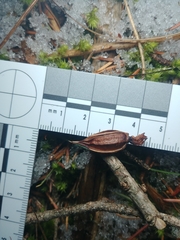 Corallorhiza maculata