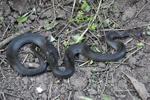 Marsh Snake sighting