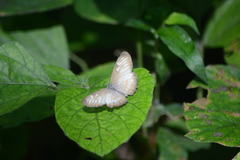 Mestra hersilia