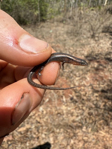 Lygisaurus macfarlani observed 2025-11-18