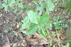 Coprosma macrocarpa minor