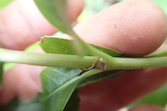 Coprosma macrocarpa minor