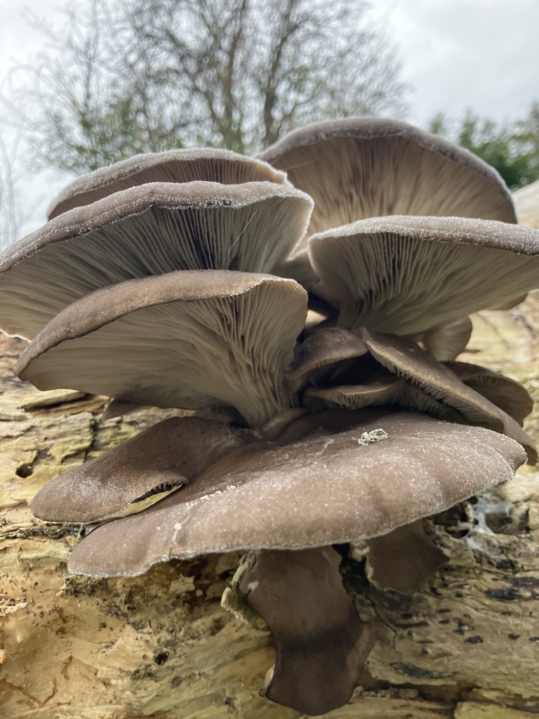 Pleurotus ostreatus · November 2025 · photo: © empressmoth (iNaturalist, cc0)