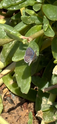 Mediterranean Pierrot